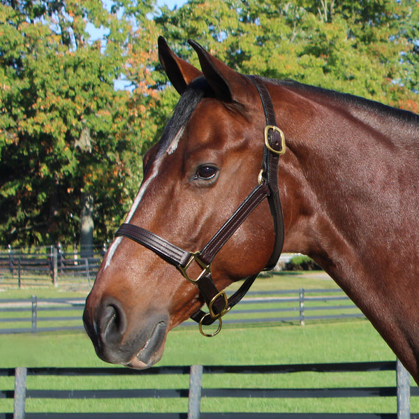 Quiet Creek Thoroughbred Style Triple Stitched Leather Halter